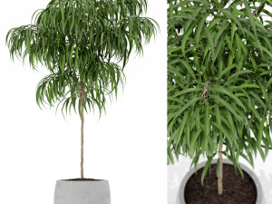 Plants collection 155 3D 모델