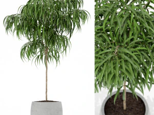 植物收藏 155 3D 模型