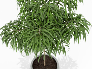 Plants collection 155 3D 모델