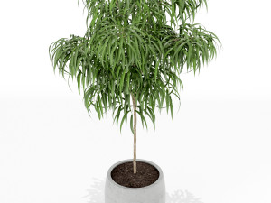 Plants collection 155 3D 모델
