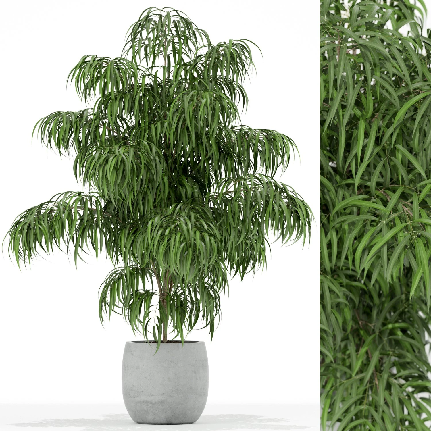 Plants collection 156 3D Model .c4d .max .obj .3ds .fbx .stl .blend 