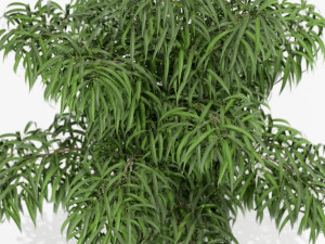 Plants collection 156 3D मॉडल