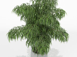 Plants collection 156 3D मॉडल