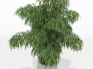 Plants collection 156 3D Model
