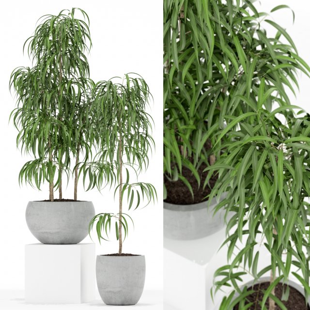Plants collection 157 3D Model .c4d .max .obj .3ds .fbx .stl .blend 