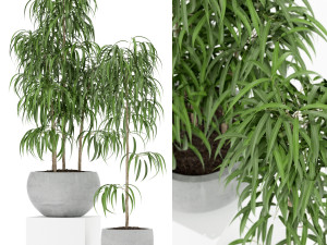 Plants collection 157 3D Model