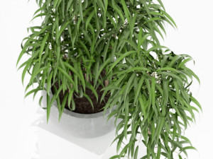 Plants collection 157 3D Model