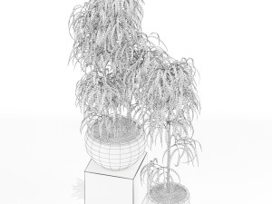 Plants collection 157 3D Model
