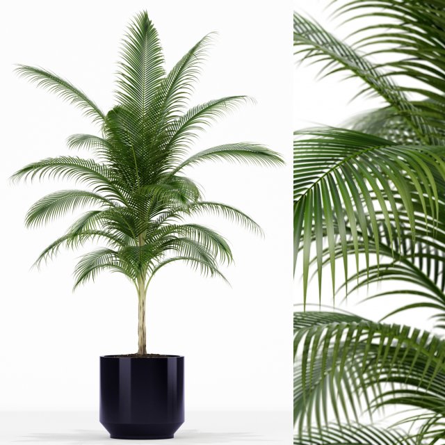 Plants collection 158 3D 模型 .c4d .max .obj .3ds .fbx .stl .blend