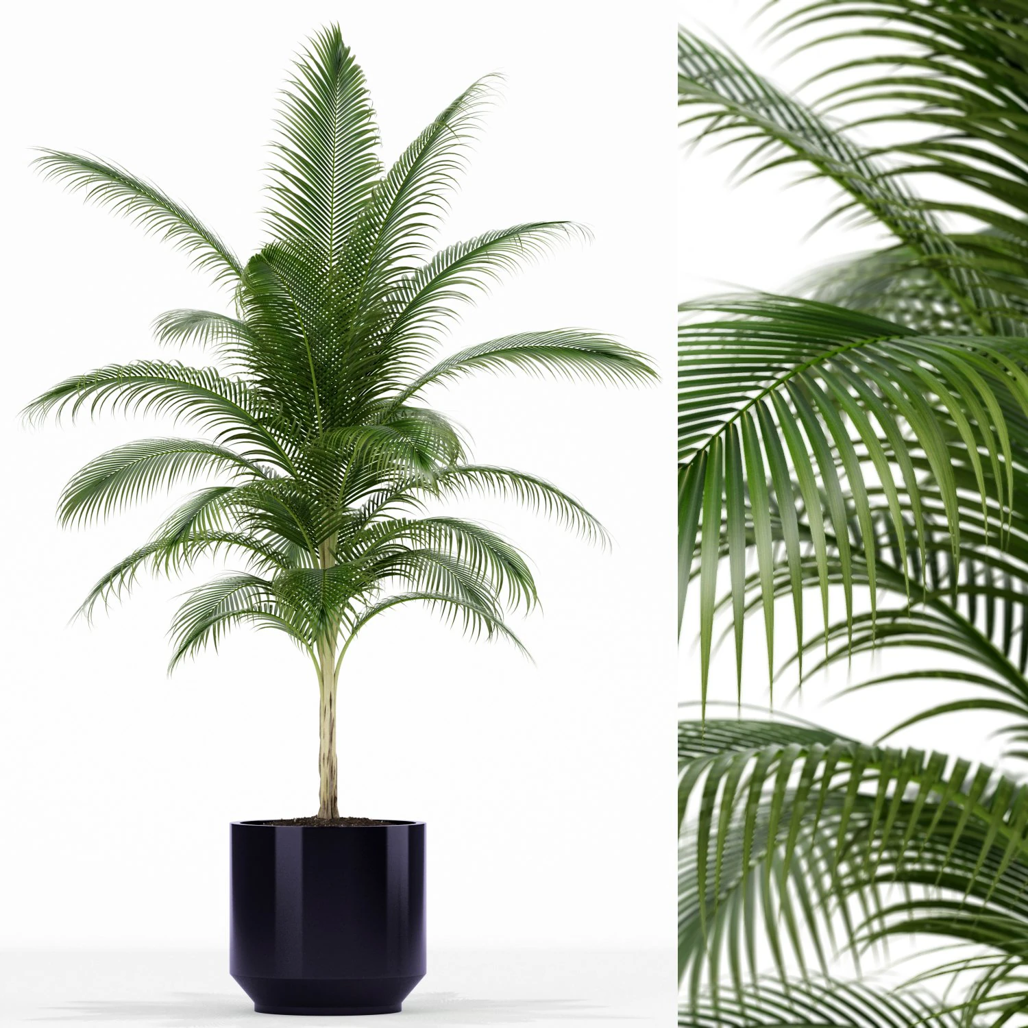 Plants collection 158 3D Model .c4d .max .obj .3ds .fbx .stl .blend 
