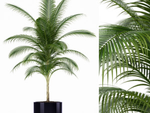 Plants collection 158 3Dモデル