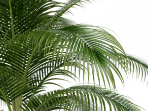 Plants collection 158 3D 模型