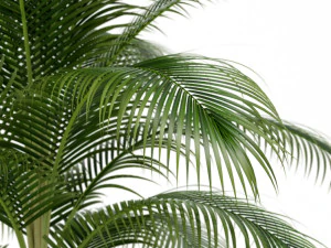 Plants collection 158 3D Model