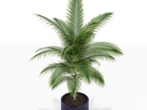 Plants collection 158 3D 模型