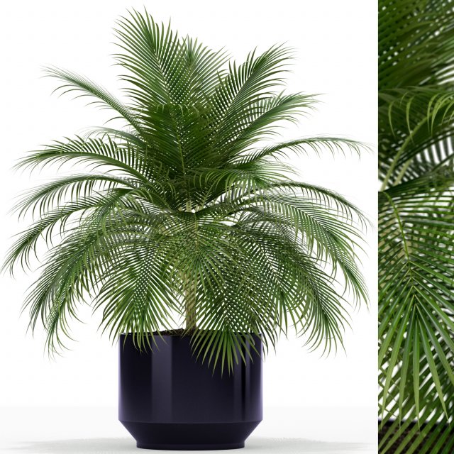 Plants collection 159 3D Модель .c4d .max .obj .3ds .fbx .stl .blend