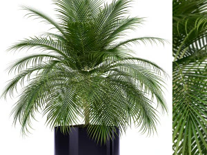 Коллекция растений 159 3D Модель