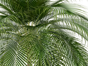 Plants collection 159 3D Модель