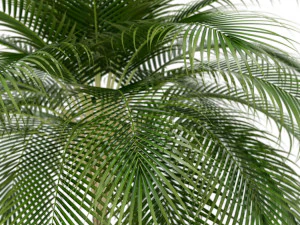 Plants collection 159 3D Model