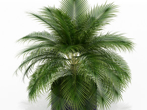 Plants collection 159 3D Модель