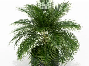 Plants collection 159 3D Model