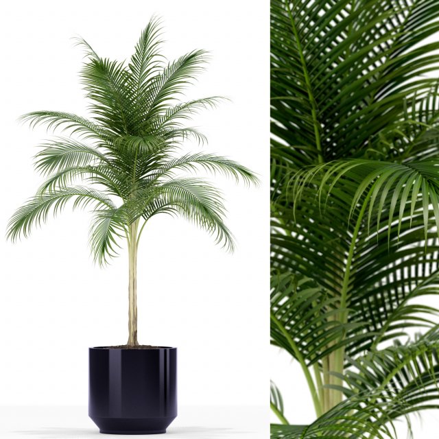 Plants collection 160 3D-Modell .c4d .max .obj .3ds .fbx .stl .blend 