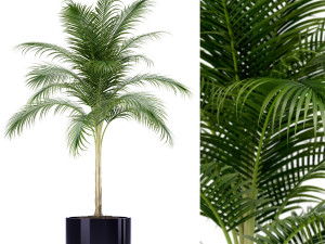 Plants collection 160 3Dモデル