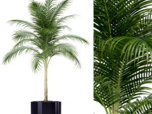 Коллекция растений 160 3D Модель