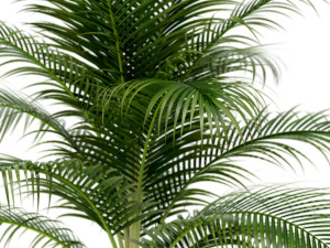 Plants collection 160 3D-Modell
