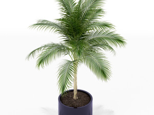 Plants collection 160 3D-Modell