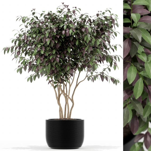Plants collection 161 Modelo 3D .c4d .max .obj .3ds .fbx .stl .blend 