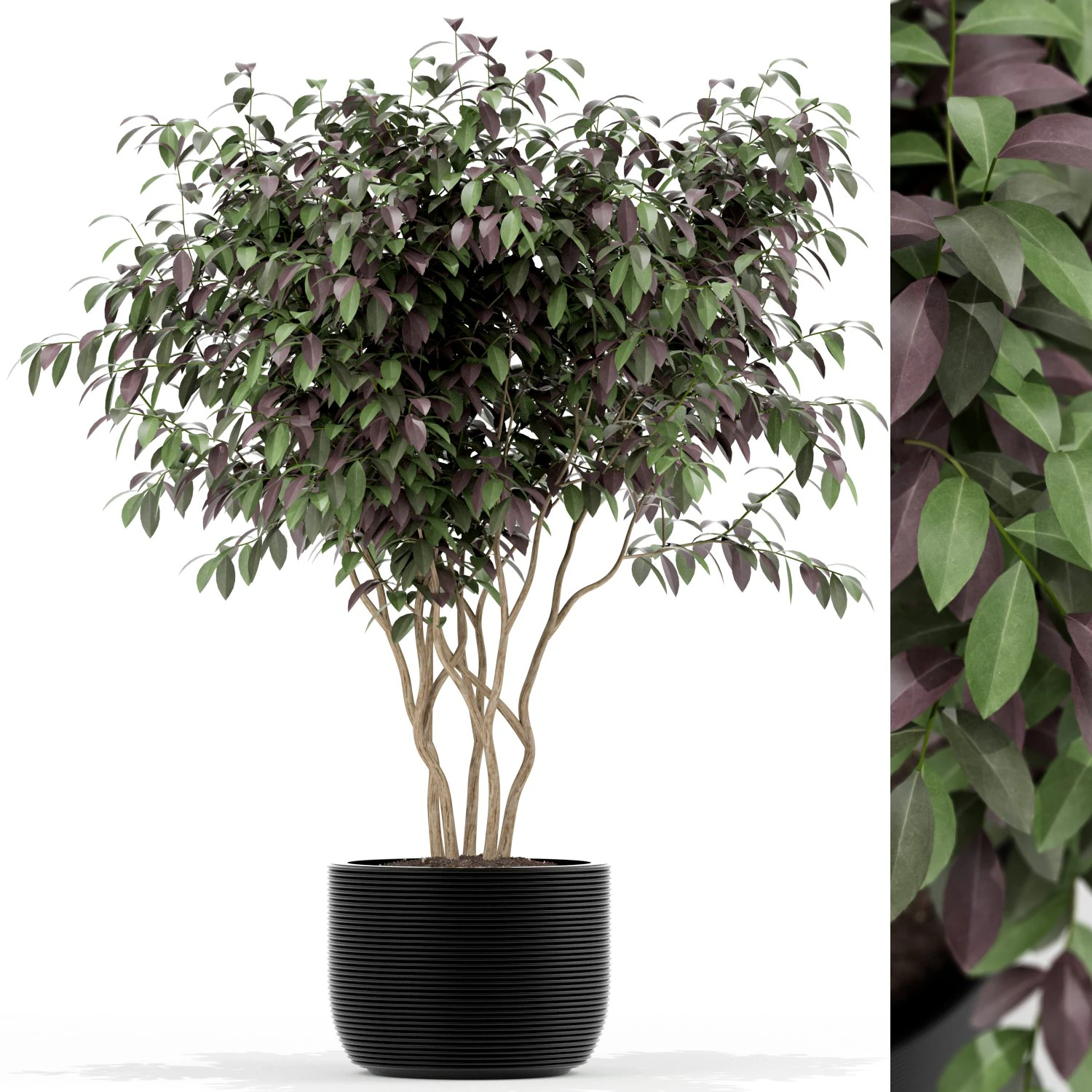 Plants collection 161 3D Model .c4d .max .obj .3ds .fbx .stl .blend 