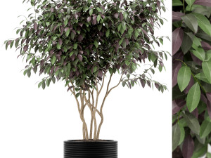 Plants collection 161 Model 3D
