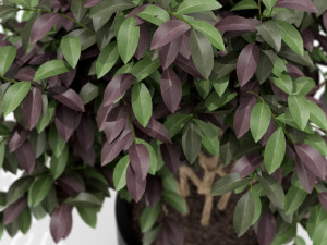 Plants collection 161 Modelo 3D