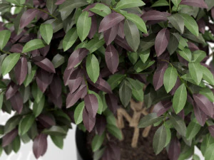 Plants collection 161 3D Model