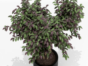 Plants collection 161 Modelo 3D