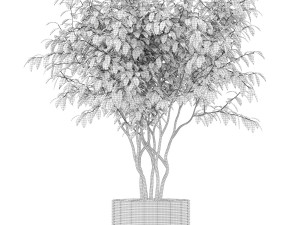 Plants collection 161 Modelo 3D