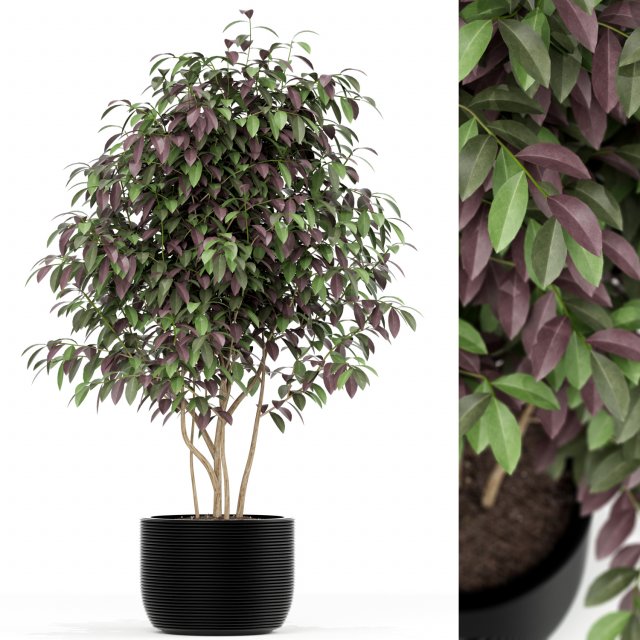 Plants collection 162 Modello 3D .c4d .max .obj .3ds .fbx .stl .blend 