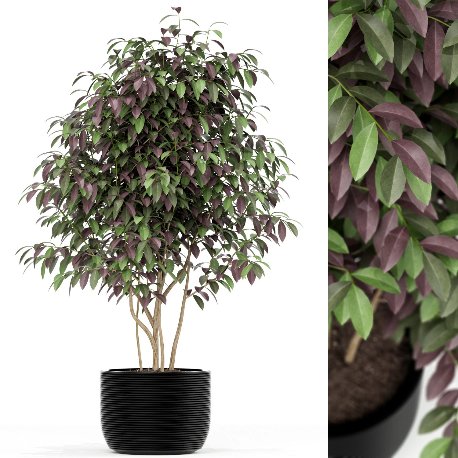 Plants collection 162 3D Model .c4d .max .obj .3ds .fbx .stl .blend 