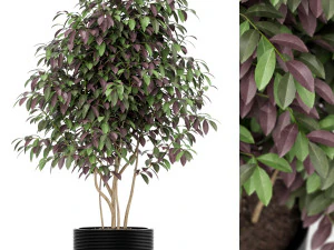 植物收藏 162 3D 模型