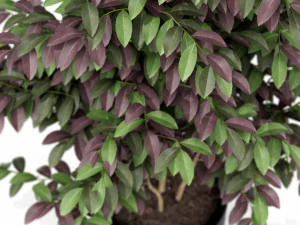 Plants collection 162 3D Model