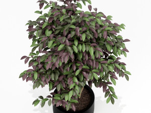 Plants collection 162 Modello 3D