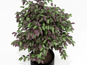 Plants collection 162 3D Model