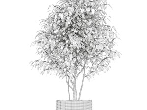 Plants collection 162 Modello 3D