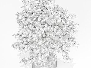 Plants collection 162 Modello 3D