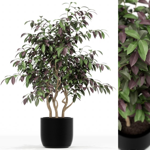 Plants collection 163 3D Модель .c4d .max .obj .3ds .fbx .stl .blend 