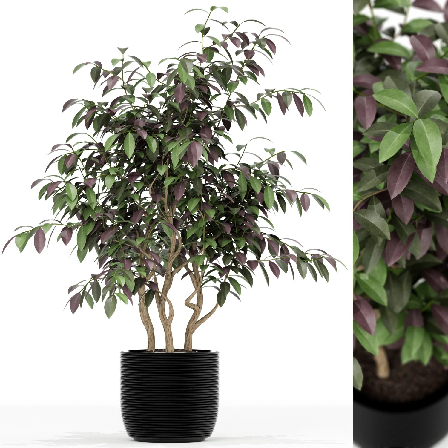 Plants collection 163 3D Model .c4d .max .obj .3ds .fbx .stl .blend 