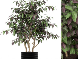 Plants collection 163 Modello 3D