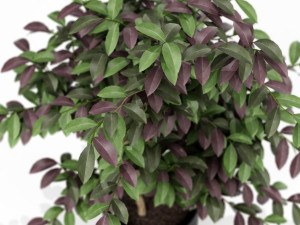 Plants collection 163 3D Модель