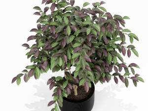 Plants collection 163 3D Модель
