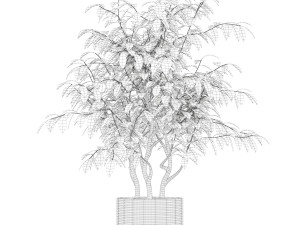 Plants collection 163 3D Модель
